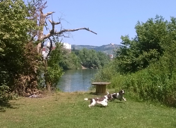 Koirat pääsivät juoksemaan ja uimaan Krka-joella